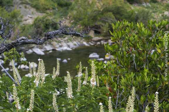 Cache Creek in the Capay Valley - DSC4496