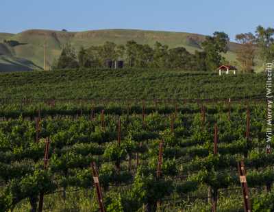 Capay Valley Vineyards - DSC4460