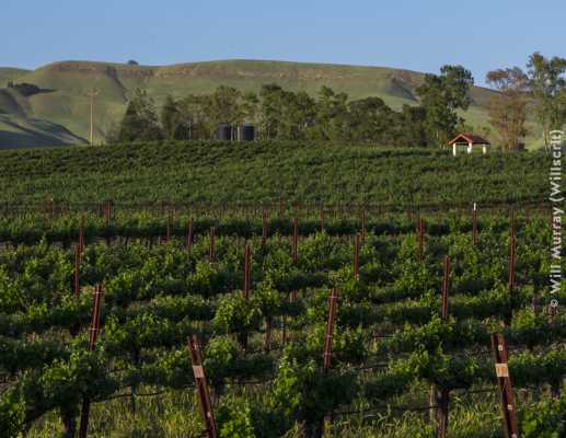 Capay Valley Vineyards - DSC4460