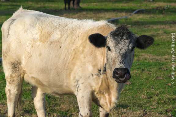 Cow with Curled Tongue - DSC0064