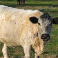 Cow with Curled Tongue - DSC0064
