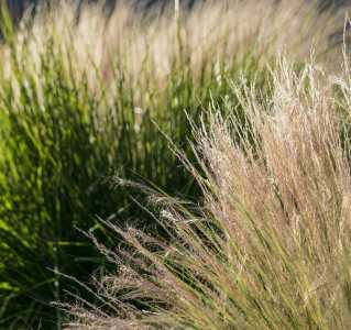 Decorative Grasses at Sunset - DSC4561