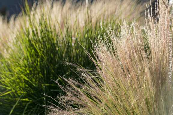 Decorative Grasses at Sunset - DSC4561