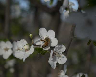 Honeybee Pollinating a Flowering Fruit Tree - 1 of 4 - DSC2791