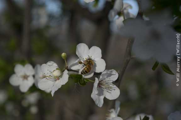Honeybee Pollinating a Flowering Fruit Tree - 1 of 4 - DSC2791