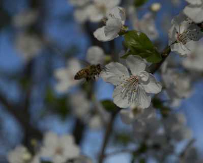 Honeybee Pollinating a Flowering Fruit Tree - 2 of 4 - DSC2795