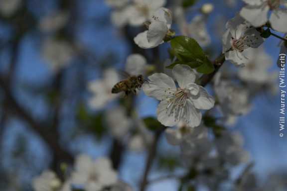 Honeybee Pollinating a Flowering Fruit Tree - 2 of 4 - DSC2795