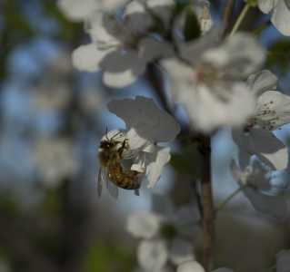 Honeybee Pollinating a Flowering Fruit Tree - 3 of 4 - DSC2832