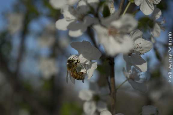 Honeybee Pollinating a Flowering Fruit Tree - 3 of 4 - DSC2832