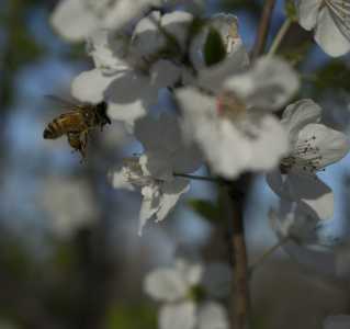 Honeybee Pollinating a Flowering Fruit Tree - 4 of 4 - DSC2833