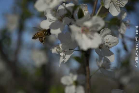 Honeybee Pollinating a Flowering Fruit Tree - 4 of 4 - DSC2833