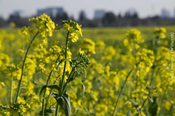 Mustard Fields in Natomas - DSC2333
