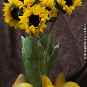 Still Life Sunflowers and Pears - DSC4273