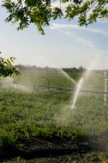 Yolo County Farm - DSC4441