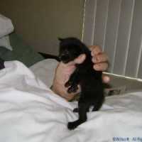 Rescued Kitten 1/3 with the Story (DSC00310)