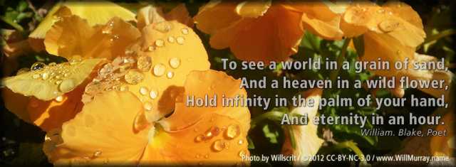 Heaven in a Wild Flower with Pansies