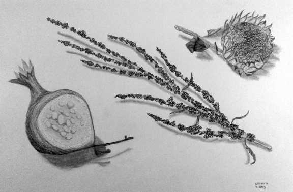 Pomegranate, Curly Dock, and Sunflower
