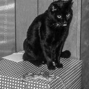 Halloween Cat (CISW 350 Photoshop Assignment)