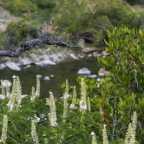 Cache Creek in the Capay Valley - DSC4496