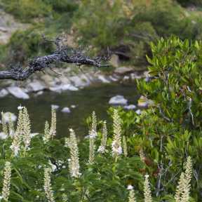 Cache Creek in the Capay Valley - DSC4496