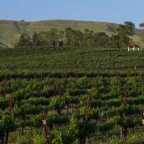 Capay Valley Vineyards - DSC4460