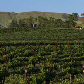 Capay Valley Vineyards - DSC4460