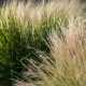 Decorative Grasses at Sunset - DSC4561