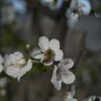Honeybee Pollinating a Flowering Fruit Tree - 1 of 4 - DSC2791