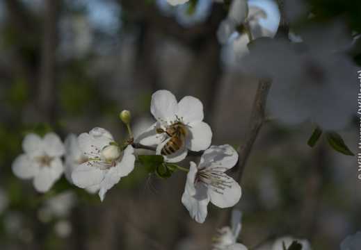 Honeybee Pollinating a Flowering Fruit Tree - 1 of 4 - DSC2791
