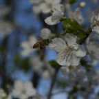 Honeybee Pollinating a Flowering Fruit Tree - 2 of 4 - DSC2795
