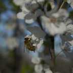 Honeybee Pollinating a Flowering Fruit Tree - 3 of 4 - DSC2832