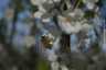 Honeybee Pollinating a Flowering Fruit Tree - 3 of 4 - DSC2832