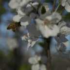 Honeybee Pollinating a Flowering Fruit Tree - 4 of 4 - DSC2833