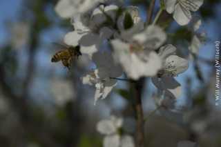 Honeybee_Pollinating_a_Flowering_Fruit_Tree_-_4_of_4_-_DSC2833.jpg