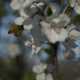 Honeybee Pollinating a Flowering Fruit Tree - 4 of 4 - DSC2833