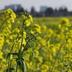 Mustard Fields in Natomas - DSC2333