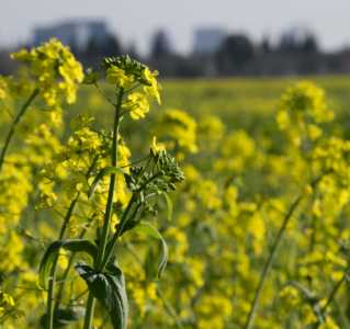 Mustard Fields in Natomas - DSC2333