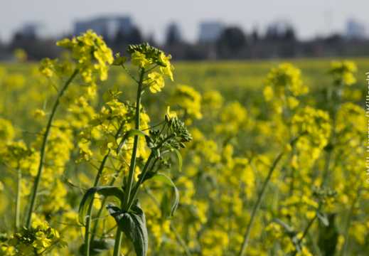 Mustard Fields in Natomas - DSC2333