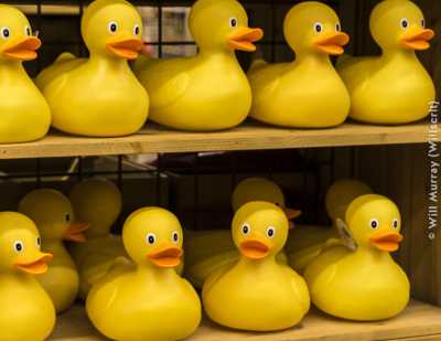 Rubber Ducks Waiting to Be Adopted - DSC0717