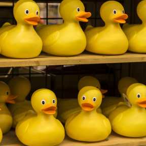 Rubber Ducks Waiting to Be Adopted - DSC0717