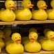 Rubber_Ducks_Waiting_to_Be_Adopted_-_DSC0717.jpg