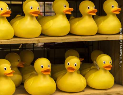 Rubber Ducks Waiting to Be Adopted - DSC0717