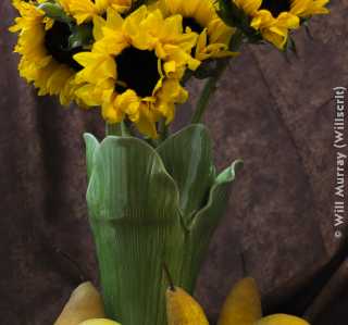 Still Life Sunflowers and Pears - DSC4273