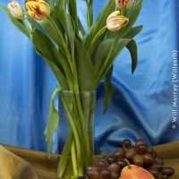 Still Life Tulips Grapes and Pear - DSC4293
