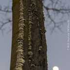 Tree with a Full Moon - DSC0531