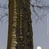 Tree with a Full Moon - DSC0531