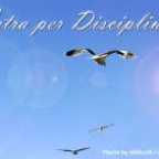 Ad Astra per Disciplina et Scientia with Gulls